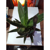 Aloe Vera O Sabila Medicinal, Planta De 30 Cm.