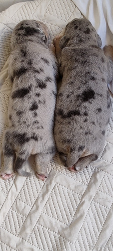 Ambys Tricolor Blue Merle 