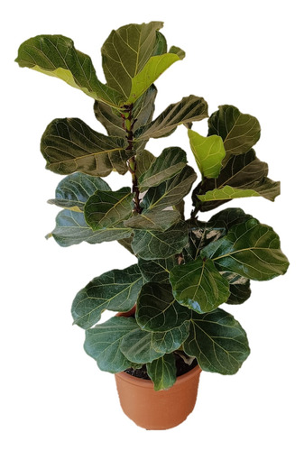 Ficus Lyrata Gomero Pera Planta Interior 90 Cms Altura Total