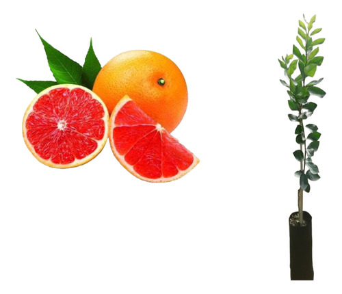 Muda De Laranja Sanguínea (sangria)enchertada 60cm Prod 1ano