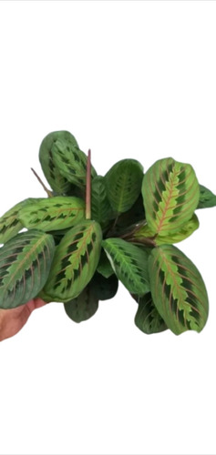 Maranta Leuconeura Tricolor - Plantas De Interior