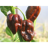  Semillas De Hortaliza Aji Picante  Habanero Chocolate F1