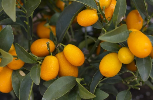 Kumquat Naranjo Enano Árbol Frutal