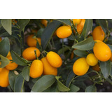 Kumquat Naranjo Enano Árbol Frutal