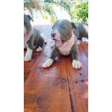 Cachorros Pitbull Blue Nose Silver Fawn Y Red Nose Ef320mil