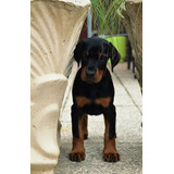 Cachorros Doberman Perrito Doverman Puppy Dobermen