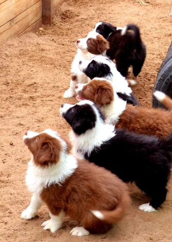 Cachorros Border Collie C/pedigree. Línea Importad.(reserva)