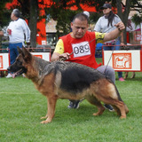 Apartado Preventa Cachorros Pastor Alemán Pedigree Perros 