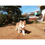 Cachorros Husky Siberiano Mascotas Rionegro  Bogota