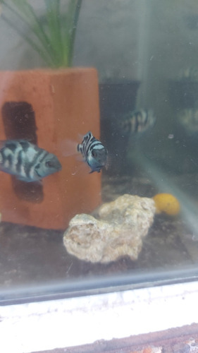 Peixe Ciclídeo Americano Azul Safira Matriz Sexada 3 /4cm