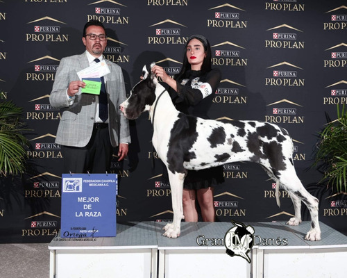 Cachorros Gran Danés Pedigree Internacional Criadero 