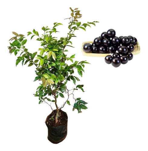 2 Vigorosas Plantas De Jabuticaba Híbrida - Alta Qualidade