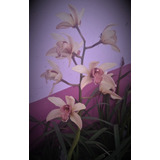 Venta De Orquídeas Silvestres Cymbidium
