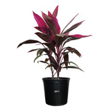 Cordyline Fruticosa Planta Ornamental