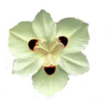 Moréia - Flor Amarela (1 Muda)