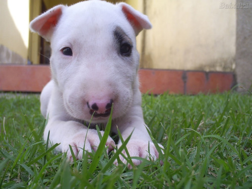 Bull Terrier Apaixonantes Filhotes