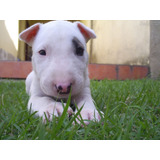 Bull Terrier Apaixonantes Filhotes