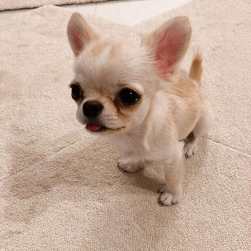 Cachorro Chihuahua Pelo Largo Puppy Exotico Cachorrito