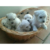 Caniches Toy Mini Cachorros 