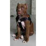 Coleira Peitoral Pitbull + Guia 2mts + Guia Carro Coleirarte