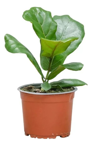 Planta Ficus Lyrata, Planta Interior 