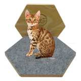 Rascador Gatos Hexagonal Amurar Colgante Cama Gimnasio Pared