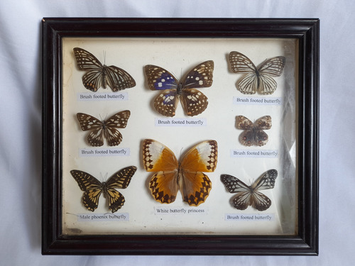 Cuadro Con 8 Mariposas Disecadas