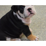 Bulldog Ingles Black Tri