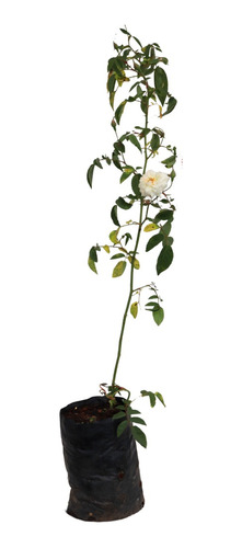 1 Muda De Rosa Branca Medicinal + Manual De Plantio