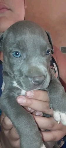 Cachorro Pitbull Blue Macho