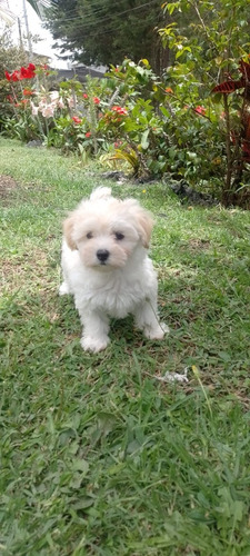 Cachorro Maltés Pura Raza Medellín Animal Pets Col