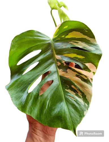 Monstera Variegada (costilla De Adán)