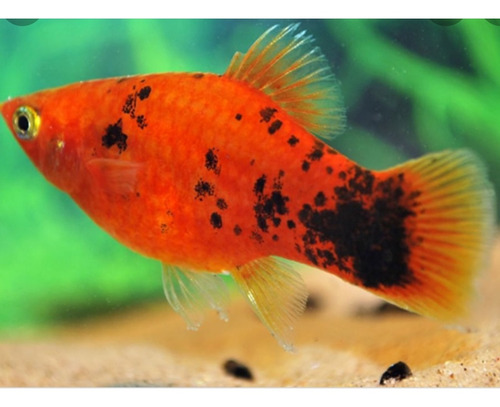 Pez Platy Spotted 