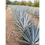 Agave Azul Weber Espadin 