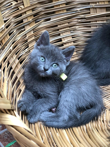 Gatitos Azul Ruso Machos Y Hembras 100% Legítimos.