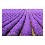 Lavanda Verdadeira / Alfazema - 600mg De Sementes