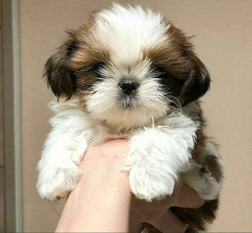 Cachorros Shih Tzu Perros En Venta Shitzu Floridablanca Pets