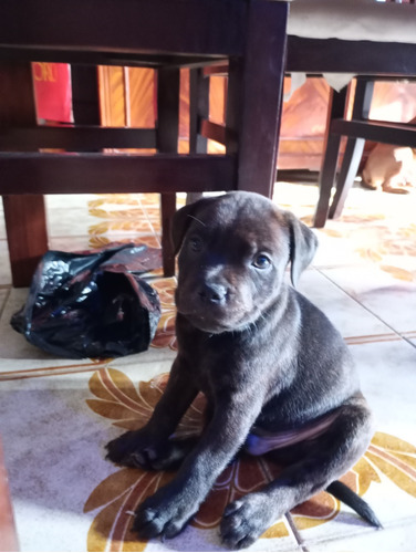 Cachorro Staffordshire Bull Terrier