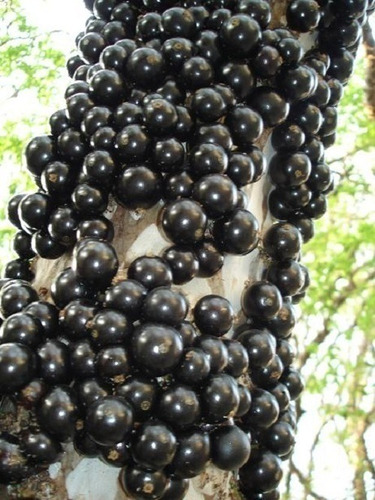 Jabuticaba Sabará, Com 6 Anos De Idade - 1,4 Mt De Altura