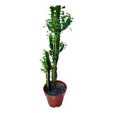 Euphorbia Trigona( Cactus Candelabro)