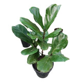 Ficus Pandurata / Lyrata Grandes Ejemplares.