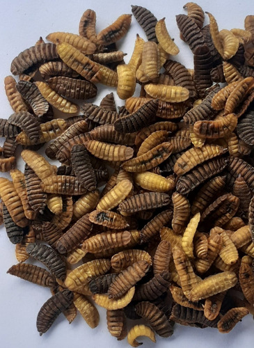 Larvas Mosca Soldado Negro Bsf Desidratadas 1 Kg (150.000un)