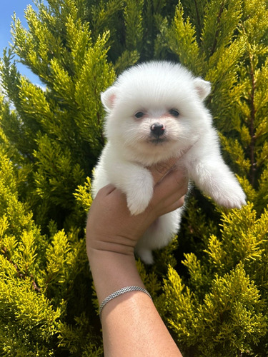 Pomerania Lulú 