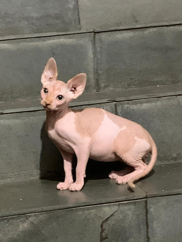 Filhote De Sphynx Macho 