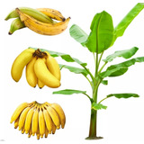 Pack 3 Plantas De Platano A Elegir Manzano, Macho O Tabasco 