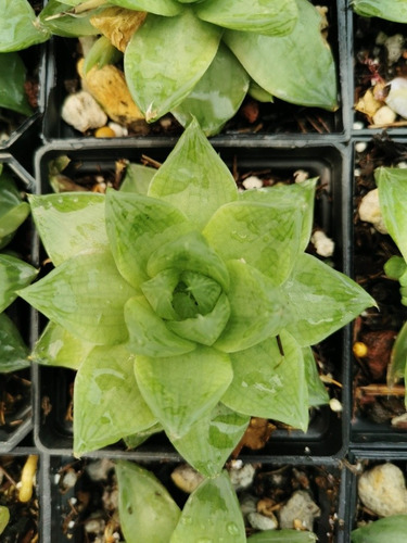 Haworthia Cymbiformis Var. Cymbiformis 30 Pzas Dhl