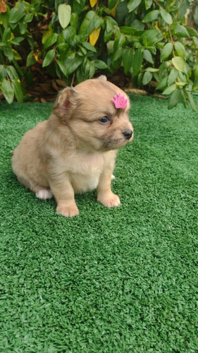 Bonitos Chihuahua Pelo Longo Belíssimos Belos Disponível