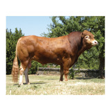 Semen Bovino Limousin - Toro Mars Pp Gd