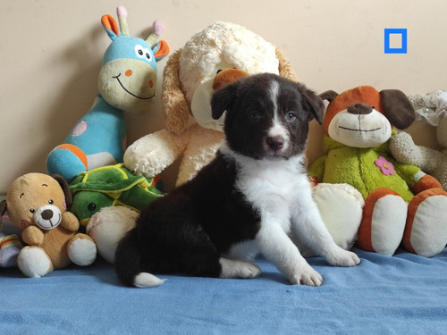 Cachorros Border Collie