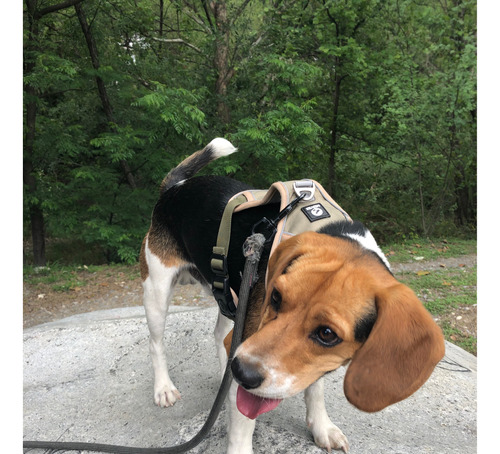 Perrito Beagle Tricolor -con Jaula, Correa Y Tazon De Comida